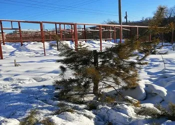 В Райчихинске на одной из городских улиц неизвестные срубили елку